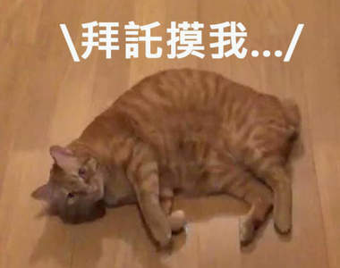 【有片】《全力討摸的喵星人》即使被無視仍使出飛天翻肚絕招堅持討摸ww