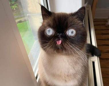 表情一臉不耐煩的《吐舌厭世貓》從頭到尾的一號表情讓人看了好喜歡❤