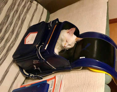 《阻礙奴才們上學的貓》塞進書包也妨礙不了孩子出門上學,貓再擬新招來阻撓ww