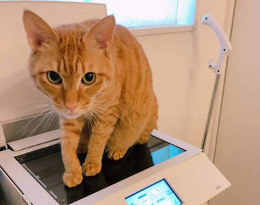 妨礙主人工作《礙事貓佔據列表機的結果》意外誕生畫質清晰的エロ貓寫真ww