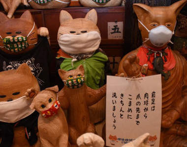 日本貓寺防疫大作戰《雲林寺》寺內貓咪為了對抗新冠病毒也開始戴起口罩...