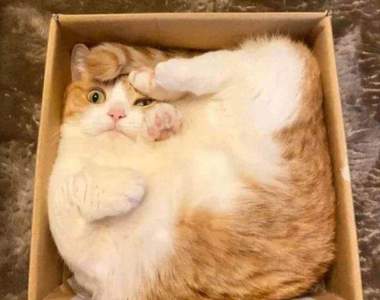 貓的奇行《讓國外網友感到傻眼的貓行為》不是我不理解牠們，而是牠們眼裡根本沒有我