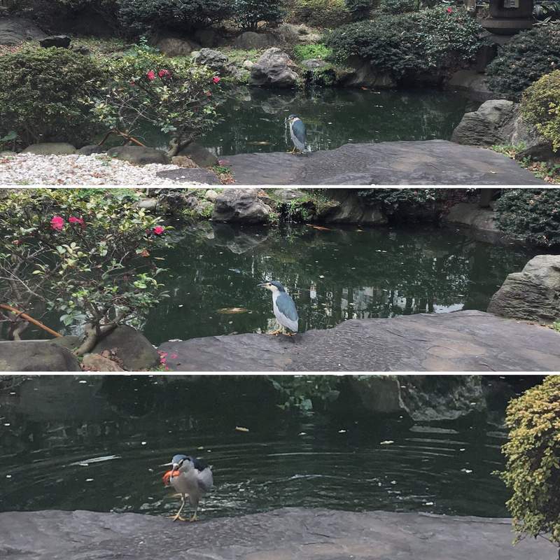 圖片8 《飯店喝下午茶驚見窗外生死一瞬間》池邊蒼鷺竟在享用比人類更高檔的下午茶... | 宅宅新聞