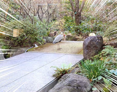 《飯店喝下午茶驚見窗外生死一瞬間》池邊蒼鷺竟在享用比人類更高檔的下午茶...