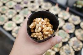 誤食注意《可以吃的園藝用土》外型激似鹿沼土的零食,人生第一次這麼想吃土ww 誤食注意《可以吃的園藝用土》外型激似鹿沼土的零食,人生第一次這麼想吃土ww