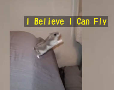 【有片】《覺得自己是飛鼠的一隻倉鼠》從起跳到落下大概只飛了五公分