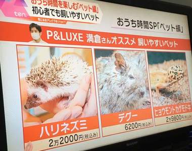 【炎上】日本節目介紹《適合新手飼養的寵物》強調簡單好養引發網友批判