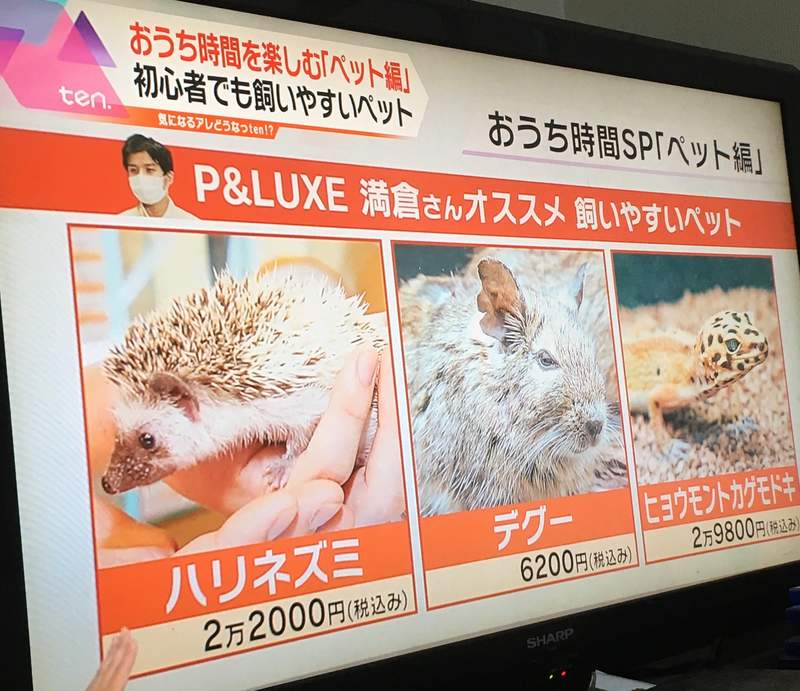 炎上 日本節目介紹 適合新手飼養的寵物 強調簡單好養引發網友批判