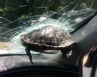 開車遇到的靠北事情《天外飛來烏龜打到擋風玻璃》這是真實版的瑪利歐賽車嗎