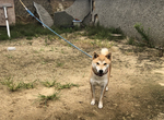 無P圖《合成照片感超重的狗狗》有如AR動物的虛擬感,難道我家狗是我的妄想?ww 無P圖《合成照片感超重的狗狗》有如AR動物的虛擬感,難道我家狗是我的妄想?ww