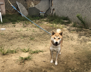 無P圖《合成照片感超重的狗狗》有如AR動物的虛擬感,難道我家狗是我的妄想?ww