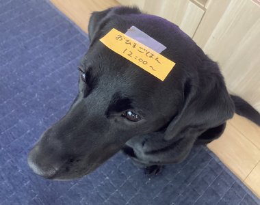 疫情在家工作必見《傳令犬》不打擾遠端辦公還能幫忙傳話的天才拉拉❤