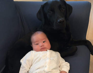 《寶寶的保母犬》一臉我才是他老母的表情,差點懷疑孩子到底是誰生的ww