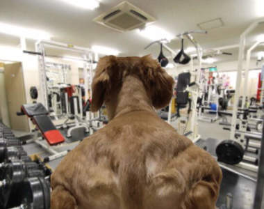 又見筋肉動物《背肌厚實的狗狗》新手加入免不了又是一陣梗圖的大量誕生ww