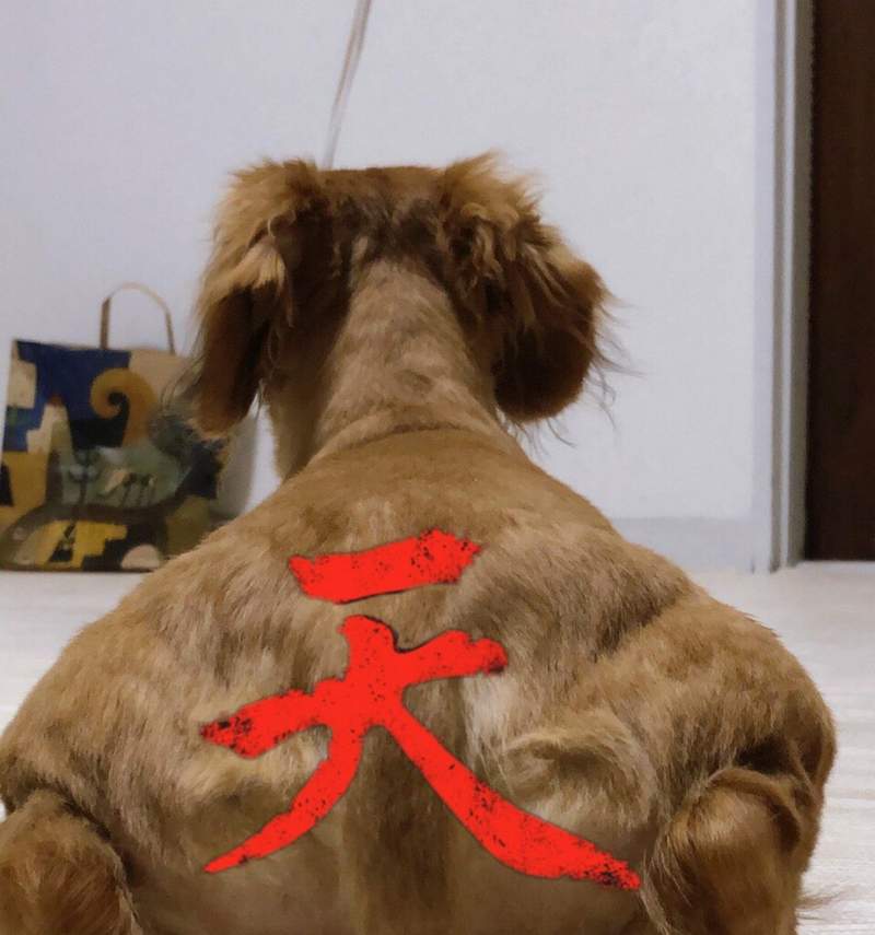 圖片4 又見筋肉動物《背肌厚實的狗狗》新手加入免不了又是一陣梗圖的大量誕生ww | 宅宅新聞