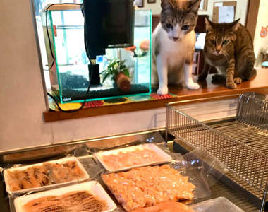 貓奴日常《被完全鎖定的食材》連等待解凍都無法放心從現場離開...