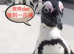水族館內驚見《企鵝成群結隊逛大街》反正閉館就讓大家出來放放風 水族館內驚見《企鵝成群結隊逛大街》反正閉館就讓大家出來放放風
