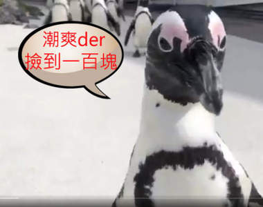 水族館內驚見《企鵝成群結隊逛大街》反正閉館就讓大家出來放放風