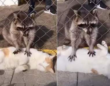 極佳的享受《浣熊擼貓》喵星人表示:免費來幫我按摩我還不讓你爽按一波