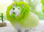 實體化動物野菜《白菜柴犬》超可愛模型讓人忍不住收集一組回家放 實體化動物野菜《白菜柴犬》超可愛模型讓人忍不住收集一組回家放