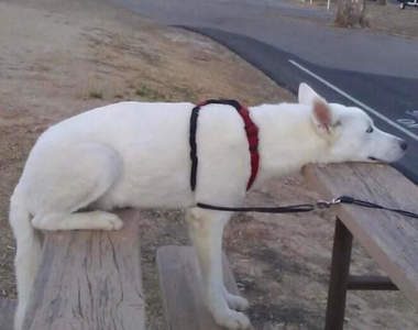 毛孩觀察《能一次表演站著坐著趴著的狗》這不就是我打開電視看奧運時的姿勢嗎XD