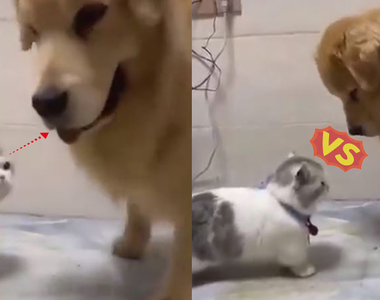 《貓狗大戰》你賭誰贏?很常爆氣卻很弱,牠也不願意啊...