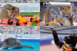 小貓《東京奧運》代表喵星出賽？選手顏值太犯規，秒圈粉！