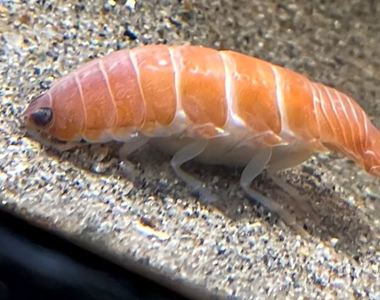 新物種！《會游泳的壽司》日本網友吵到底比較像鮭魚還是鮮蝦？