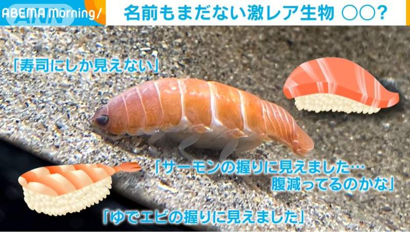 新物種！《會游泳的壽司》日本網友吵到底比較像鮭魚還是鮮蝦？ | 宅宅新聞