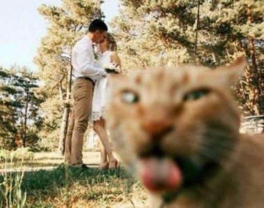 千奇百怪的《動物超搶戲照片》被相機捕捉各種不可思議奇妙的瞬間