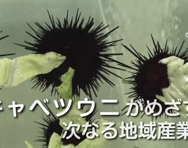 《高麗菜海膽新商機》不只肉要吃連殼也要拿來賣 改造可愛燈具引發話題