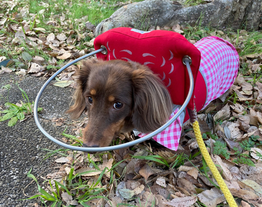 《拯救盲犬下半輩子的神器》狗狗失明以後都不敢走路 多虧有了導盲圈讓牠重拾自信