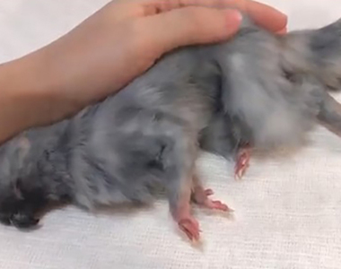 《鳥頭鼠身的謎樣生物》日本網友飼養異世界寵物嚇壞眾人 竟然是栩栩如生的幻想動物