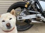 《日本爆紅柴犬太郎左衛門》二手機車賣家每次都讓牠入鏡 到底是在賣機車還是在曬狗? 《日本爆紅柴犬太郎左衛門》二手機車賣家每次都讓牠入鏡 到底是在賣機車還是在曬狗?