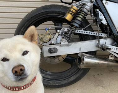 《日本爆紅柴犬太郎左衛門》二手機車賣家每次都讓牠入鏡 到底是在賣機車還是在曬狗？