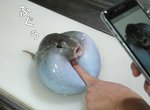 什麼惡趣味《忍住不笑GIF大挑戰》要拍照一言不和就給我戳下去捏齁 什麼惡趣味《忍住不笑GIF大挑戰》要拍照一言不和就給我戳下去捏齁
