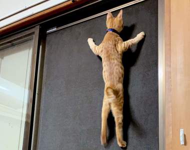 《貓的十種超能力》難道不覺得太過OP了嗎！？難怪人類只能當鏟屎官