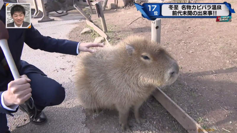 堅持不想泡澡的水豚 日本冬至泡柚子湯傳統遊客們等了一個多小時希望落空