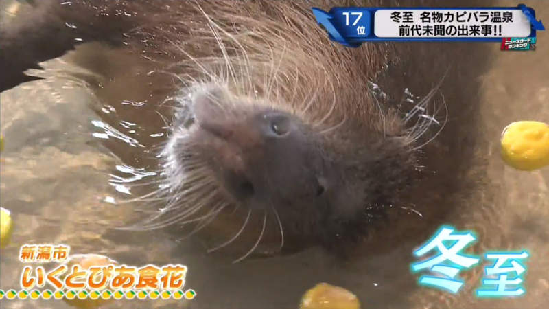 堅持不想泡澡的水豚 日本冬至泡柚子湯傳統遊客們等了一個多小時希望落空