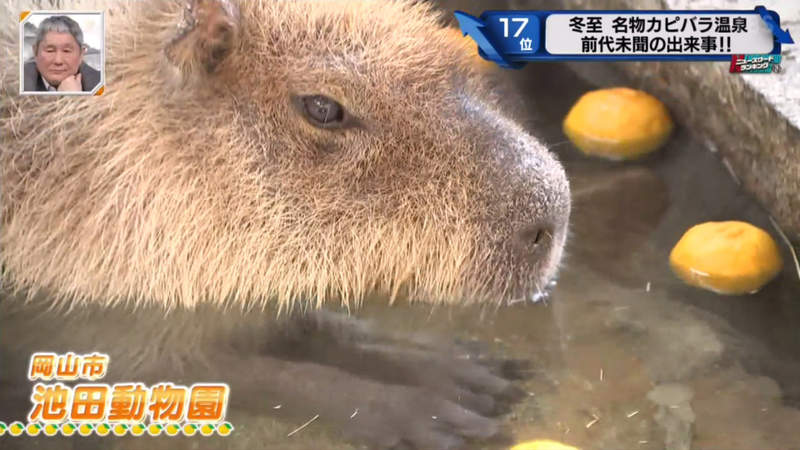 堅持不想泡澡的水豚 日本冬至泡柚子湯傳統遊客們等了一個多小時希望落空