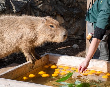 《堅持不想泡澡的水豚》日本冬至泡柚子湯傳統 遊客們等了一個多小時希望落空