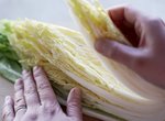 《一位白菜農的呼籲》白菜一定要由內往外吃 如此才能從頭到尾享受新鮮與美味 《一位白菜農的呼籲》白菜一定要由內往外吃 如此才能從頭到尾享受新鮮與美味