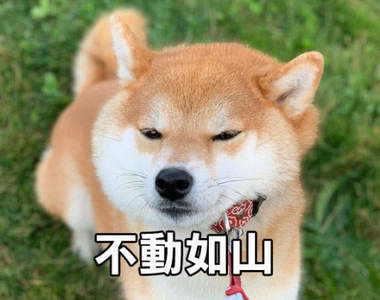 畫師描繪《風林火山柴犬》柴柴的四種行為動作超級生動，網友超有感XD