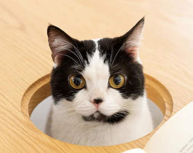 飼主才會懂的《養貓人士辦公桌》不想被叨擾那就把蓋子給蓋上吧