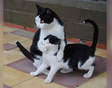 999%的人看了覺得《這個畫面超厲害動圖》把嘴巴捂住小心不要叫出來