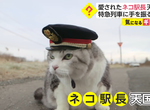 《北海道追分車站貓站長過世》天天散步減肥的Choboko 粉絲難忘戴著站長帽揮手的牠 《北海道追分車站貓站長過世》天天散步減肥的Choboko 粉絲難忘戴著站長帽揮手的牠
