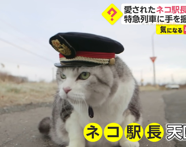 《北海道追分車站貓站長過世》天天散步減肥的Choboko 粉絲難忘戴著站長帽揮手的牠