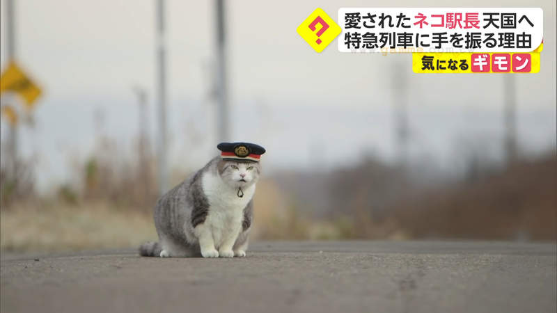 《北海道追分車站貓站長過世》天天散步減肥的Choboko 粉絲難忘戴著站長帽揮手的牠 | 宅宅新聞