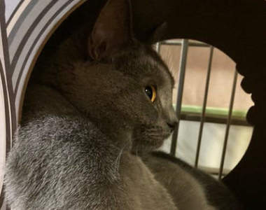 網友分享《發現了一隻氣場了不得的貓》整理了最近網路上關於喵星人的趣圖給大家