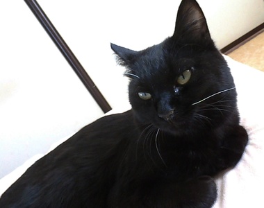 《貓咪走丟的奇妙經歷》愛貓小黑意外失蹤飼主好心急 拜託流浪貓幫忙竟然真的找到了